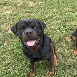 Dachshunds, French Bulldogs, and Siberian Huskies from KDKs Siberian Huskies