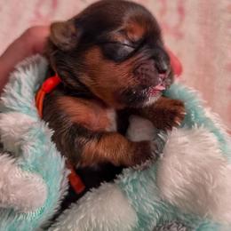 Pumpkin - Orange Collar - Gold female Shorkie puppy in Troy, Ohio from Ever After Tails