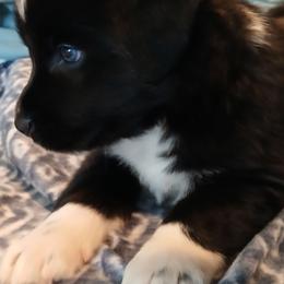 Simba - Tan - Boy - Black tri-color male Australian Shepherd puppy in Charlotte, North Carolina from Tranquility Trail Aussies