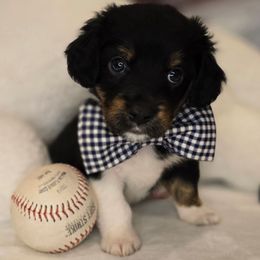 James Dean - Tri-color male Double Doodle puppy in Prescott Valley, Arizona from Ramirez Family Doodles