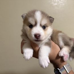 Nova - Merle female Pomsky puppy in Los Angeles, California from CaliMex Pomskies