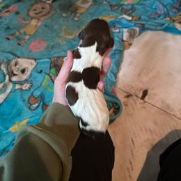 Boy 2 - Liver roan male German Shorthaired Pointer puppy in Greenwood, New York from Fur and Feather Kennels