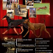 German Pinscher All Grown Up from RiverRAT Barn Hunt