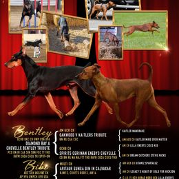 German Pinscher All Grown Up from RiverRAT Barn Hunt