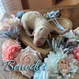 Benedict - White and black male Dalmatian puppy in Mount Vernon, Missouri from Spots & Spirals