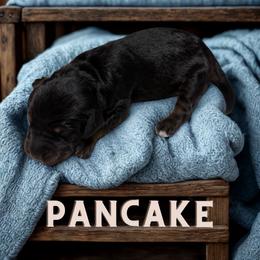 Pancake - Sable male Aussiedoodle puppy in Ellenburg Center, New York from Kristin's Puppies