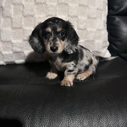Vito - Dapple male Dachshund puppy in Cheyenne, Wyoming from Great Basin Hounds