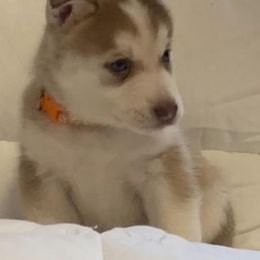 Siberian Husky Puppies from Morgan's Siberian Huskies