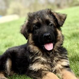 Remy - Black and red female German Shepherd puppy in Johnstown, Ohio from Vom Haus Neufus