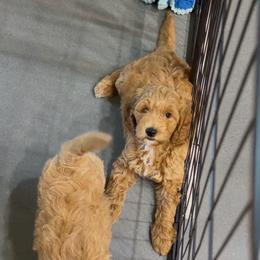 Lilo - Red  male Goldendoodle puppy in Anthem/Phoenix, Arizona from Ironwood Doodles