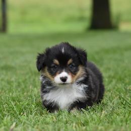Pembroke Welsh Corgi Puppies from Willow Creek Corgis