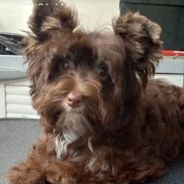Willow - Chocolate and tan female Yorkshire Terrier puppy in Gaylesville, Alabama from Sweet Alabama Yorkies