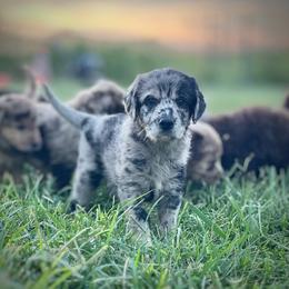 Hyacinth - Merle female Assorted Doodle Crosses puppy in Kansas City, Missouri from Beary GoldenDoodles