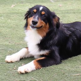 Granny - Black tri Miniature American Shepherd puppy in Maryland from Atomic Minis