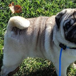 Biewer Terriers, Cotons de Tulear, Havanese, and Pugs from Liberty Show Dogs