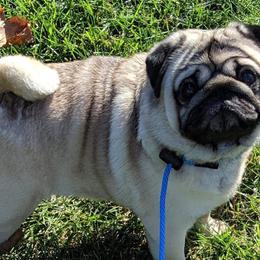 Biewer Terriers, Cotons de Tulear, Havanese, and Pugs from Liberty Show Dogs