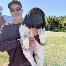 Landseer Female 1 - White and black female Newfoundland puppy in Burfordville, Missouri from Umfleet Farms