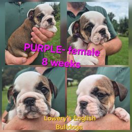 PURPLE - Red female Bulldog puppy in Walhalla, South Carolina from Lowery's English Bulldogs
