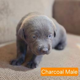 Charcoal Male - Charcoal male Dilute Retriever puppy in Anderson, Texas from TLS Retrievers