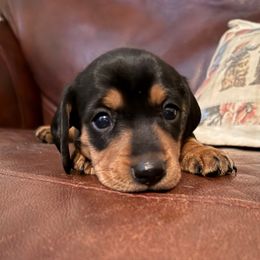 Malcolm - Black and tan male Dachshund puppy in Fort Worth, Texas from Louis' Litters