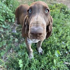 Bracco Italiano and Chihuahua Puppies from Snow Peak Kennel