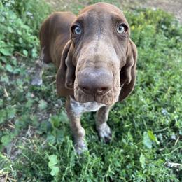Bracco Italiano and Chihuahua Puppies from Snow Peak Kennel