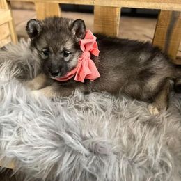 Cocker Spaniel and Siberian Husky Puppies from Blue Ridge Siberians