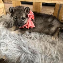 Cocker Spaniel and Siberian Husky Puppies from Blue Ridge Siberians