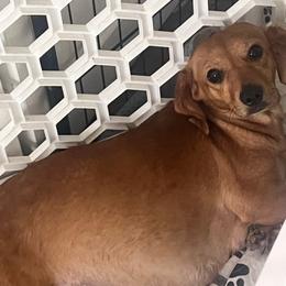 Mocha - Dachshund