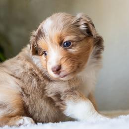 Jen - Red merle female Miniature American Shepherd puppy in Tonopah, Arizona from King's Miniature American Shepherds