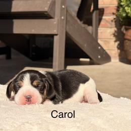 Carol - Black tan and white female Beagle puppy in Mansfield, Missouri from Rippee Creek Kennel