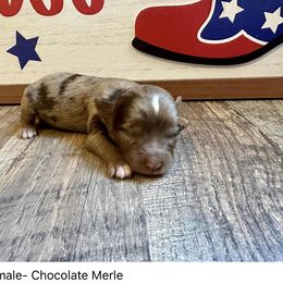 Mercy - Red merle Aussiedoodle puppy in League City, Texas from Space City Mini Aussies & Doodles