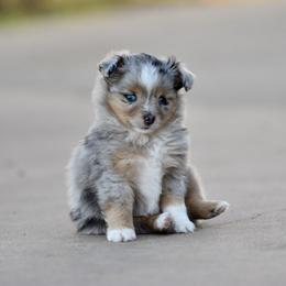 Toy Australian Shepherd Puppies from Shooting Stars Ranch Toy and Mini Aussies