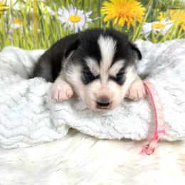 Eden - Black and white female Siberian Husky puppy in Collins, Iowa from Homegrown Huskies