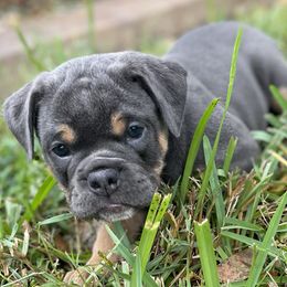 Roxy - Olde English Bulldogge puppy in New Smyrna Beach, Florida from Boomers Bullies