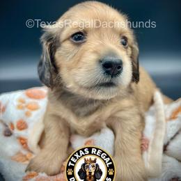 Daphne - Cream female Dachshund puppy in Houston, Texas from Texas Regal Dachshunds LLC