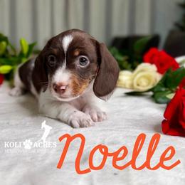 Noelle - Piebald female Dachshund puppy in Kemp, Texas from Koli Acres