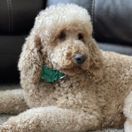 Zoey - Poodle