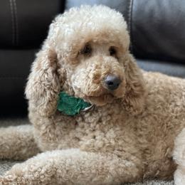 Zoey - Poodle