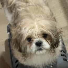 Puppy 3 - Silver gold and white male Shih Tzu puppy in Kingsley, Michigan from Joseph's Shih Tzus