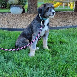 Roxy - Bernedoodle