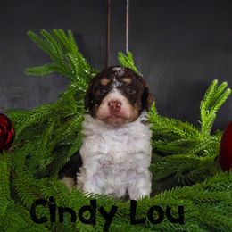 Cindy Lou Who - Tri-color female Bernedoodle puppy in Gentry, Arkansas from WWBar Bernedoodles
