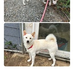 Shiba Inu puppies from My Beloved Shiba LLC