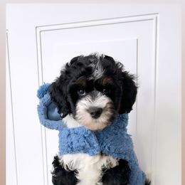 Bernedoodle, Cavapoo, Goldendoodle, and Poodle Puppies from Gypsi Doodles & Poodles