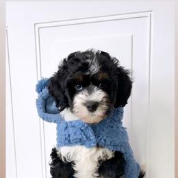 Bernedoodle, Cavapoo, Goldendoodle, and Poodle Puppies from Gypsi Doodles & Poodles