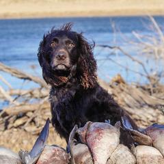 Boykin Spaniels from Able Elite Canines