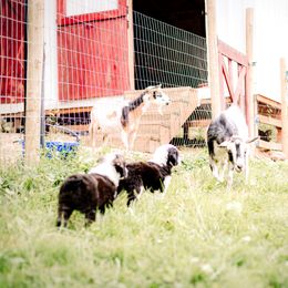 Sheepadoodle Puppies from Life Unleashed Farm