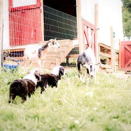 Sheepadoodle Puppies from Life Unleashed Farm