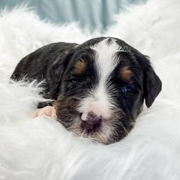 Light Blue - Tri-color female Bernedoodle puppy in Marne, Michigan from MI Doodles