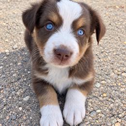 Tackle - Red tri female Miniature Australian Shepherd puppy in Lakeport, California from Akins Aussies/Wild Rose Ranch